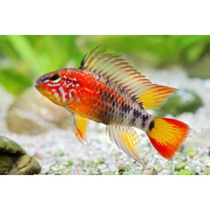 Apistogramma Macmasteri Red Mask