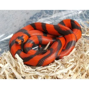Lampropeltis triangulum hondurensis