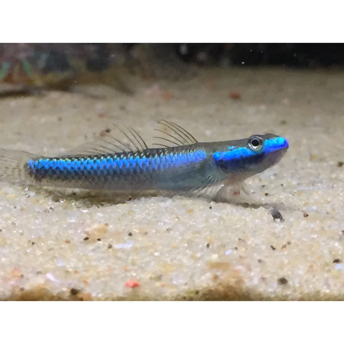 Stiphodon sp. “Undio blue” - immagine 2