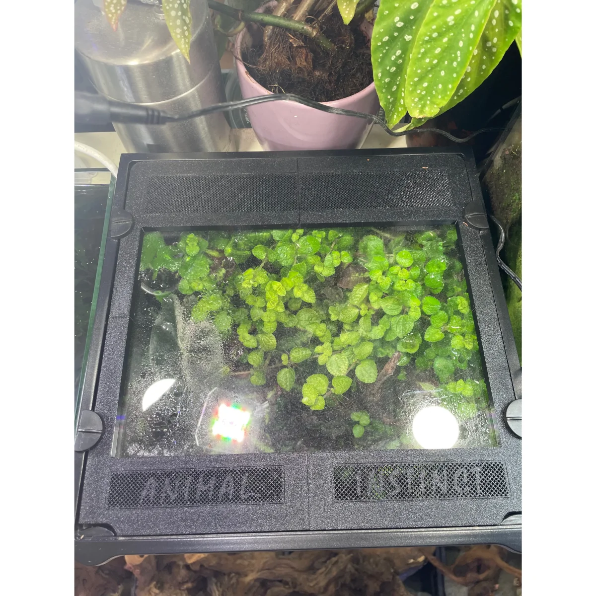 Coperchio terrario Animal Instinct - immagine 3