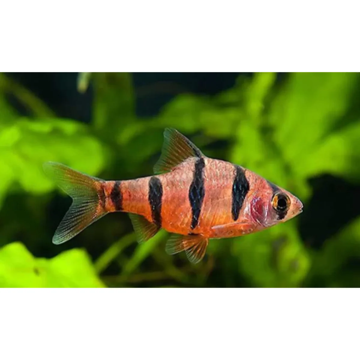 Barbus pentazona - immagine 3