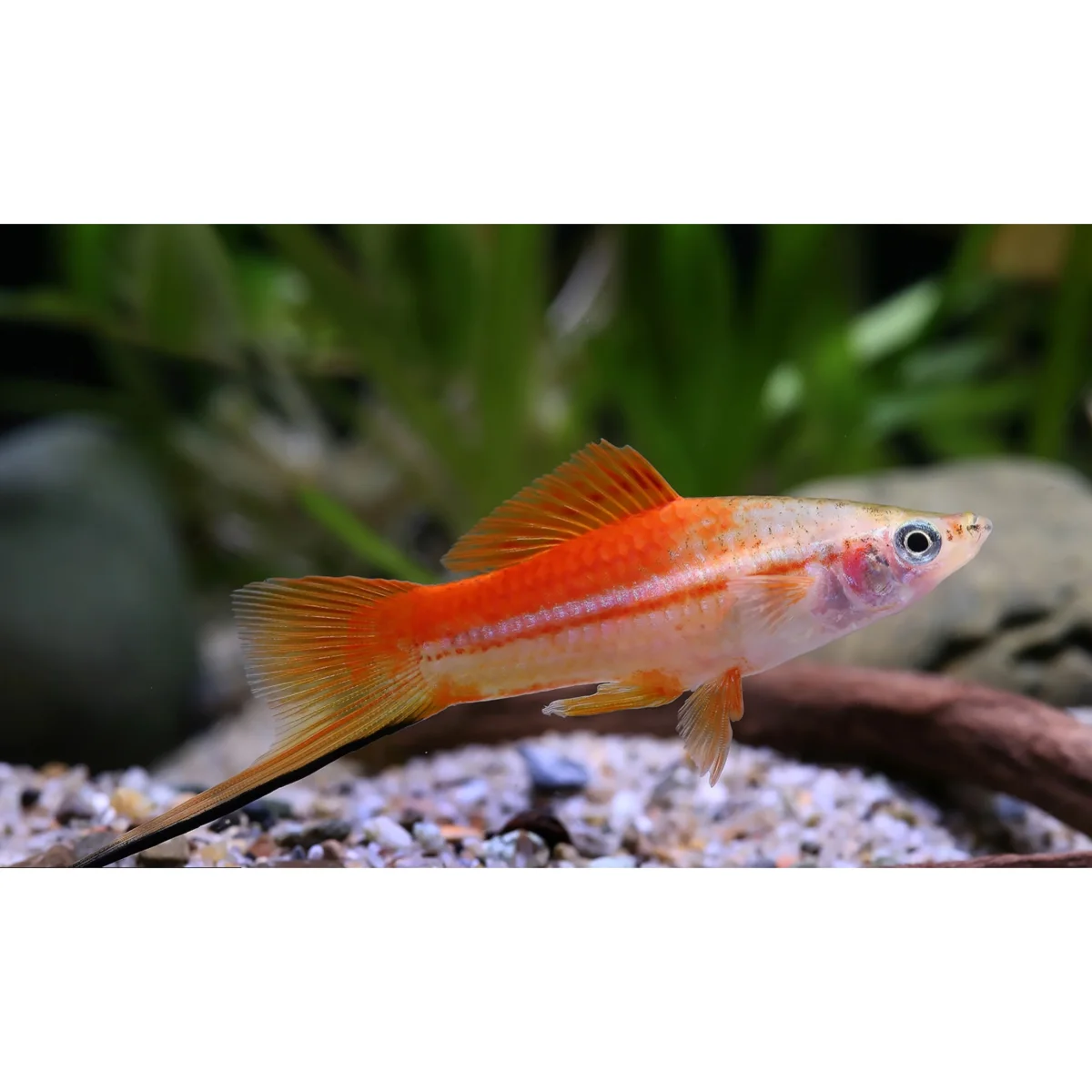 Xiphophorus helleri (portaspada) “pineapple neon” - immagine 2