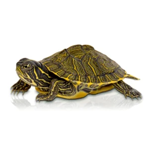 Pseudemys floridana peninsularis