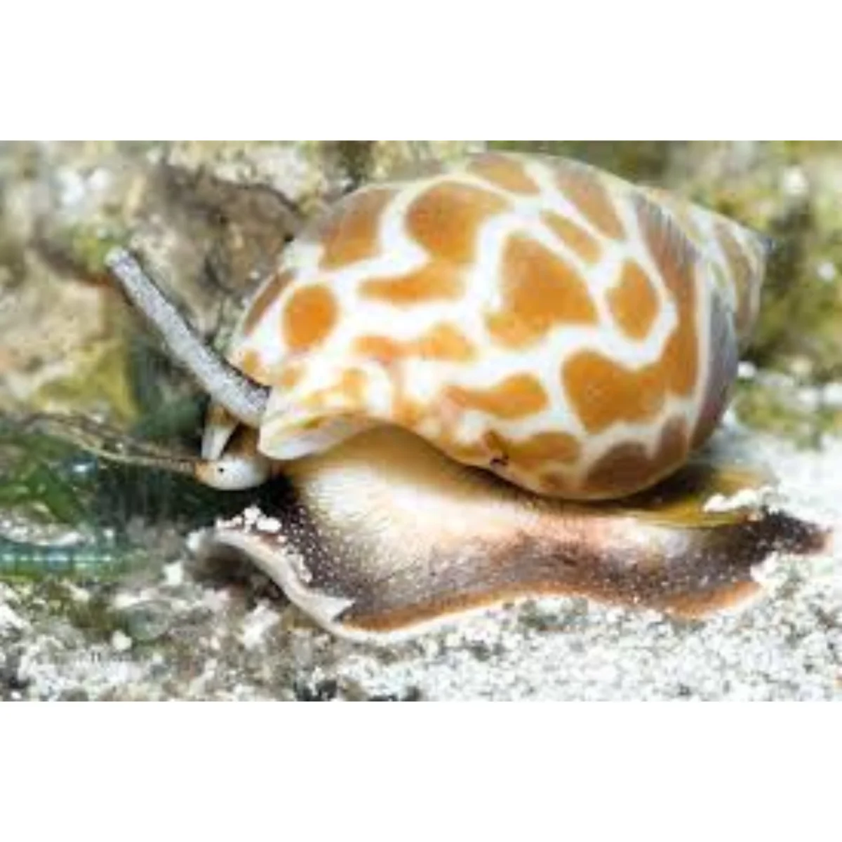 Babylonia spirata - immagine 2