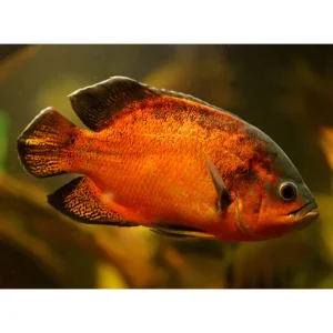 Astronotus Ocellatus red oscar