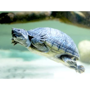 Sternotherus odoratus (baby)