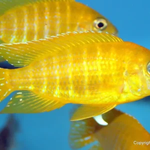 Aulonocara maleri Gold