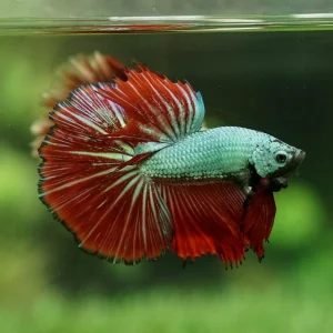 Betta Splendens Halfmoon dragon mix