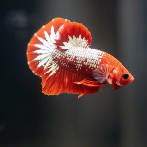 Betta splendens plakat hellboy
