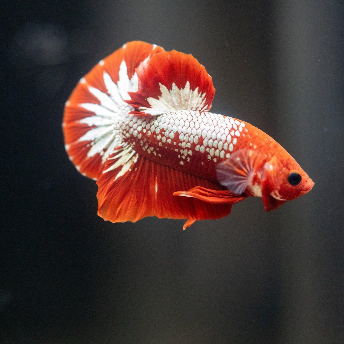 Betta splendens plakat hellboy - immagine 2