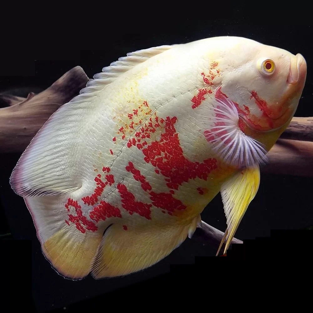 Astronotus Ocellatus albino tiger oscar - immagine 2