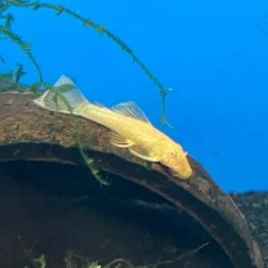 Ancistrus green dragon albino