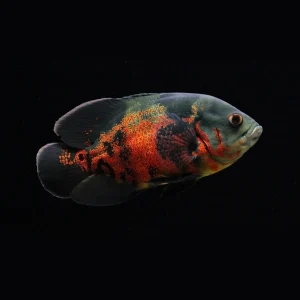 Astronotus Ocellatus Mix