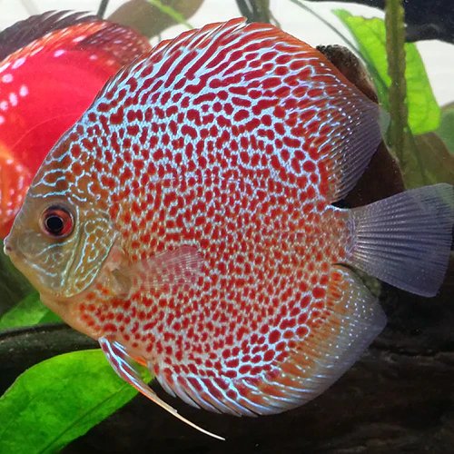 Symphysodon Discus Leopard Snakeskin - immagine 3
