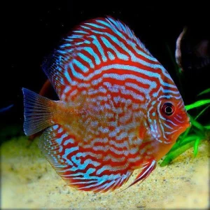 Symphysodon Discus Red Turquoise