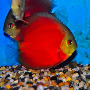 Symphysodon Discus San Merah