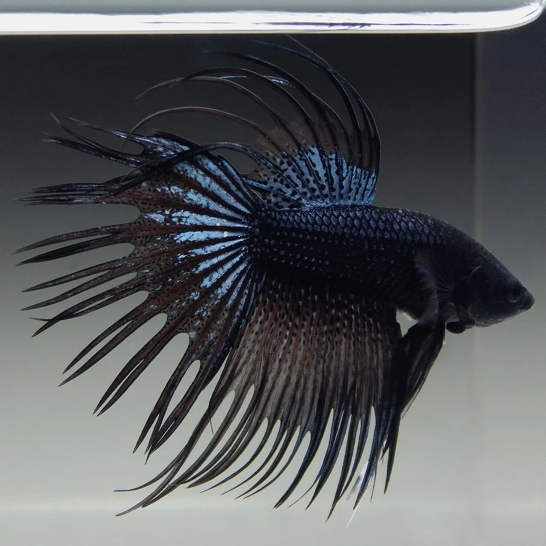Betta crowntail black - immagine 2