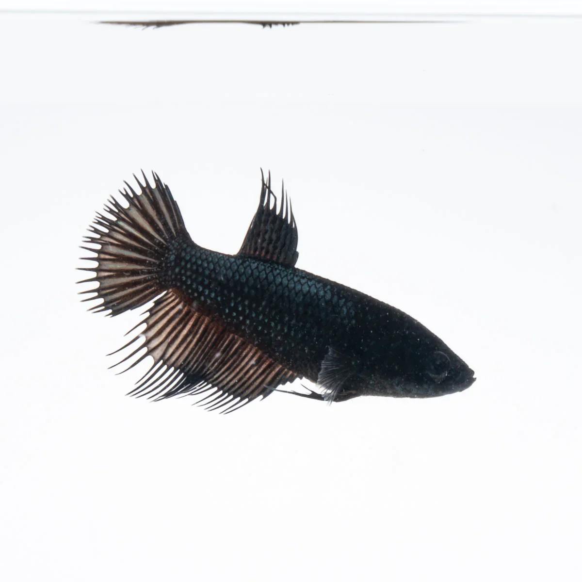Betta crowntail black - immagine 3