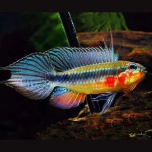 Apistogramma elizabethae